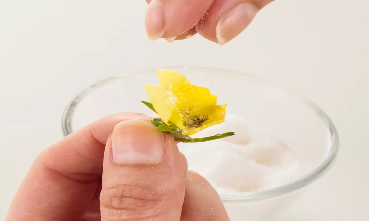 Gelbe Zuckerblüte mit feiner Kristallstruktur, gehalten zwischen Fingern, leicht bestäubt, vor einer Schale mit weißem Zucker
